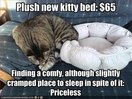 funny-pictures-cat-does-not-sleep-in-expensive-cat-bed.jpg