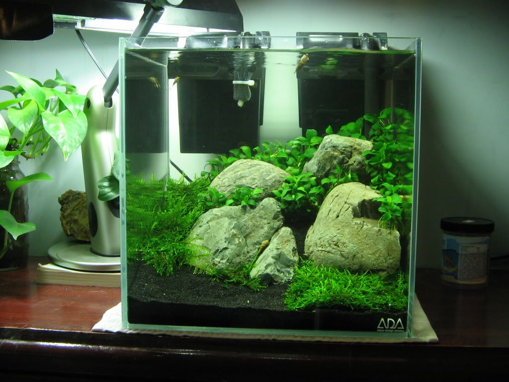 tree moss aquascape