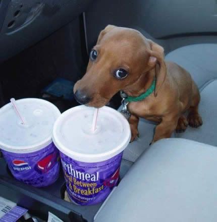taco bell dog