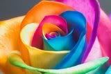 rose.jpg%20Colorful%20Rose%20image%20by%20salem_11