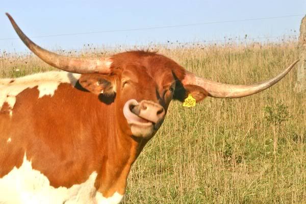 SmilingBULL.jpg