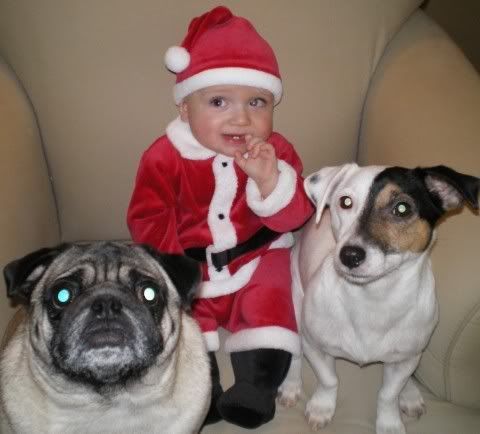 dogs_santa.jpg picture by hahou444