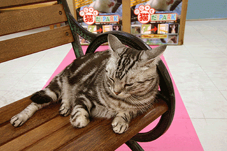 neko04.gif picture by hahou444