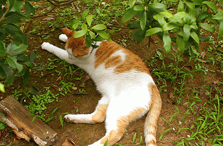 neko18.gif picture by hahou444