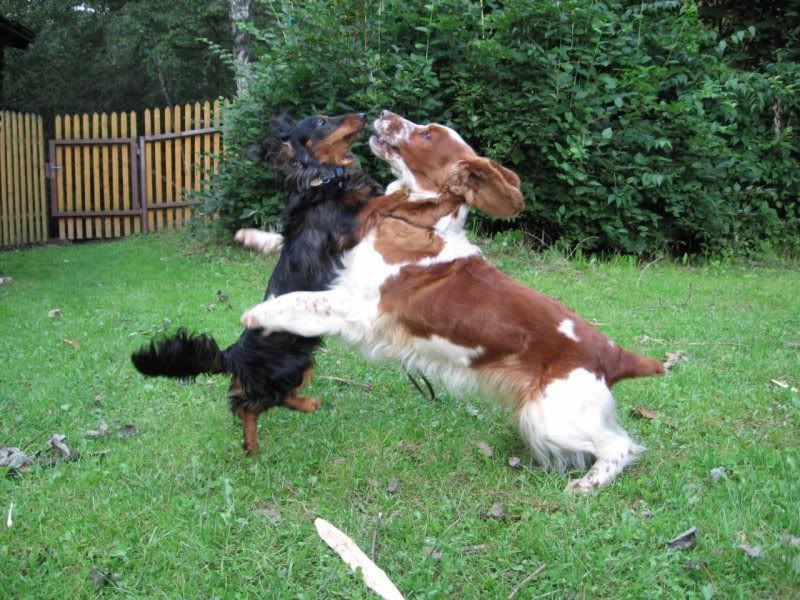 psi-188-1.jpg image by hahou444