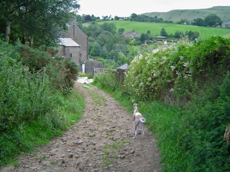 Hayfield11-08-0815c.jpg