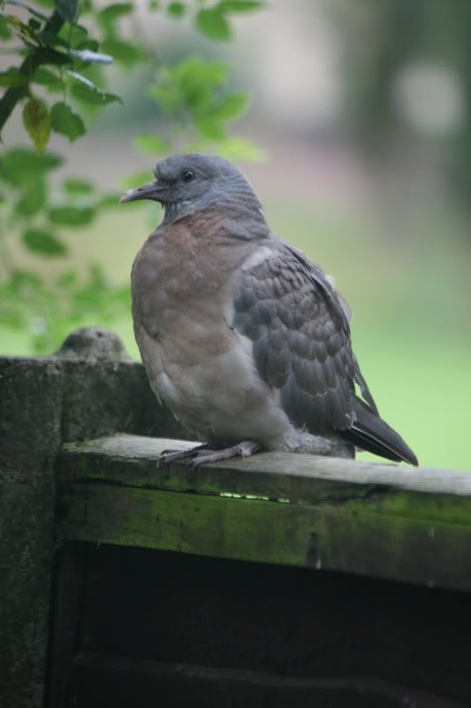 Young Wood Pigeon found PigeonTalk