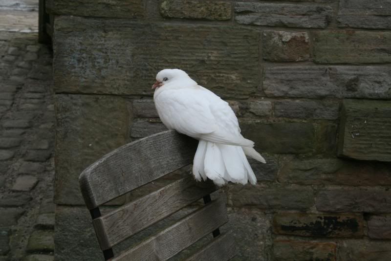 LymePark6Oct0817.jpg