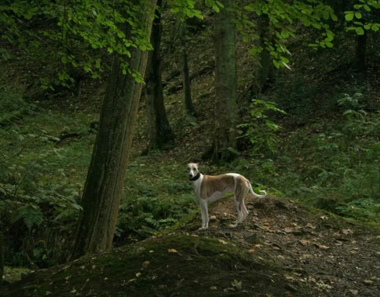 LymePark6Oct0838.jpg