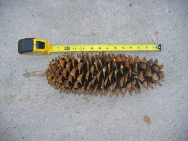 Has anyone here made pine syrup? - Homesteading Questions