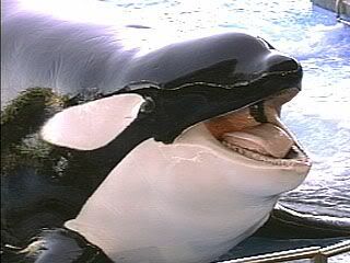 Shamu just killed his trainer at Sea World! - Homesteading Questions