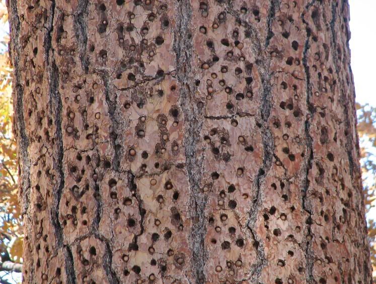 Woodpeckers are pecking on my siding, any ideas? - Homesteading Questions