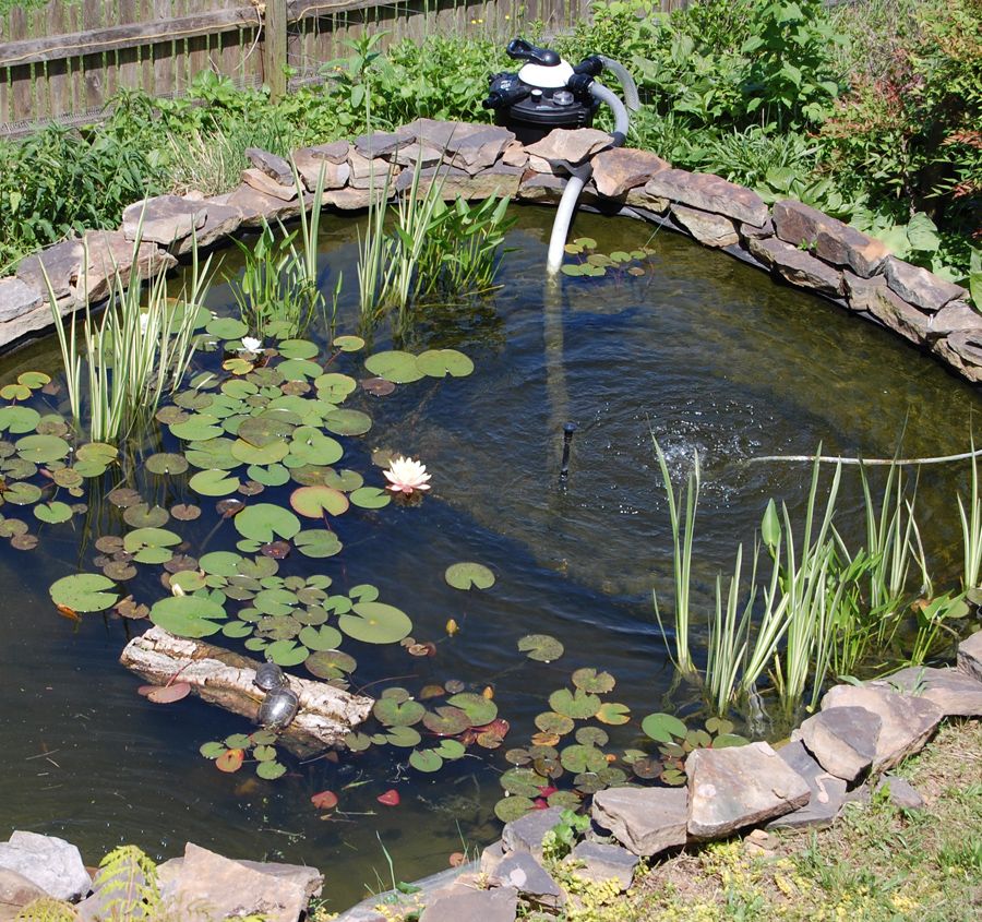 outdoor turtle pond