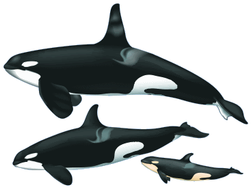 orca-family-med.gif