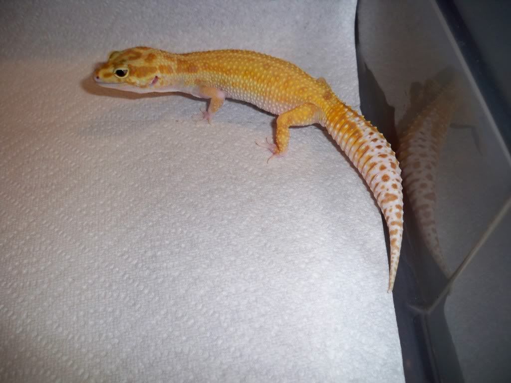 RaptorFemale04.jpg