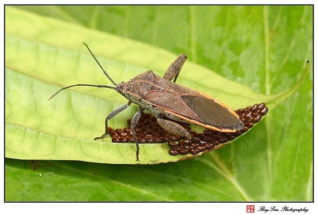 IMAGE: http://i294.photobucket.com/albums/mm106/simyw69/IMG_4568A.jpg