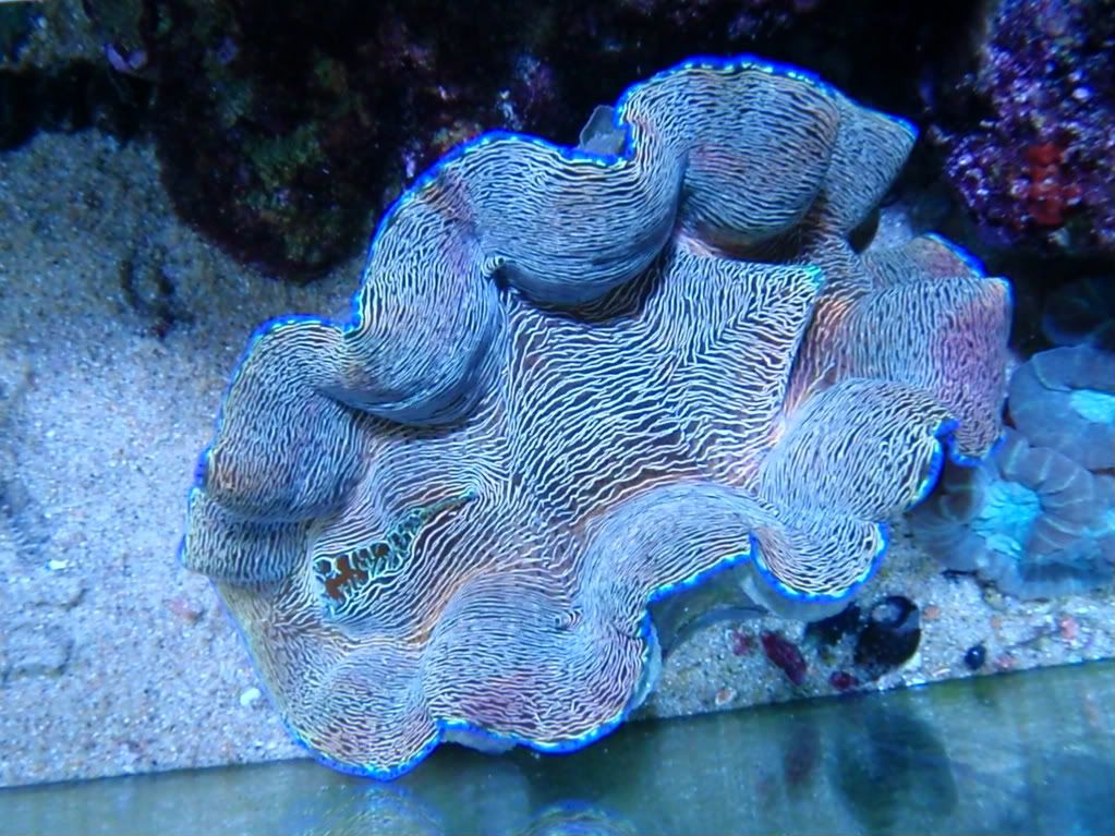 clams004.jpg