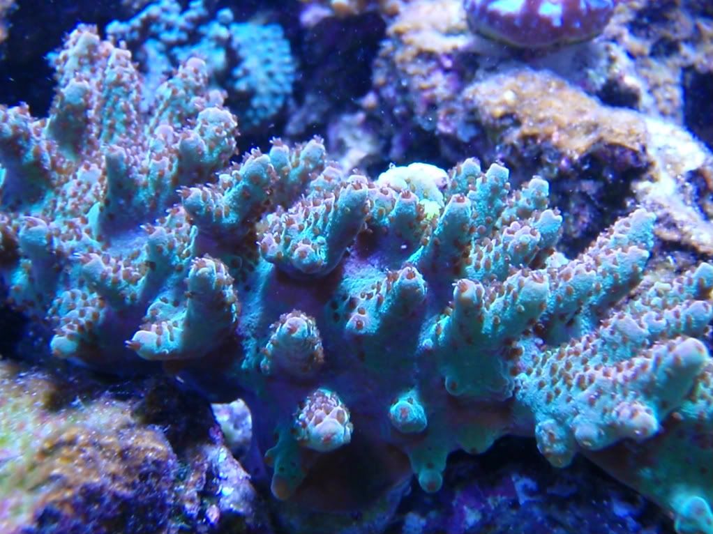 coralfrags016.jpg
