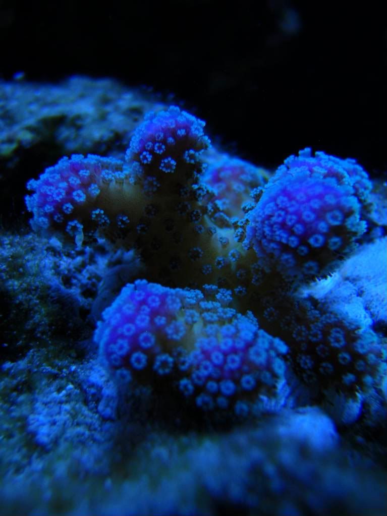 corals001-1.jpg