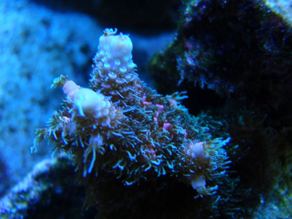corals005-1.jpg