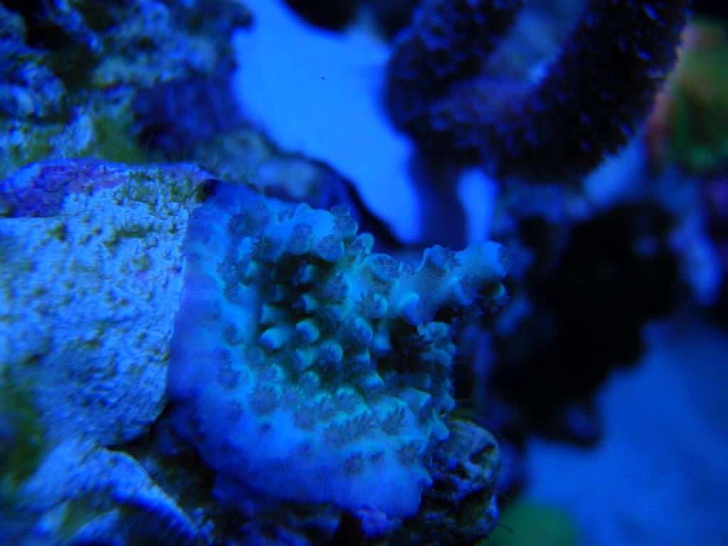 corals006-1.jpg