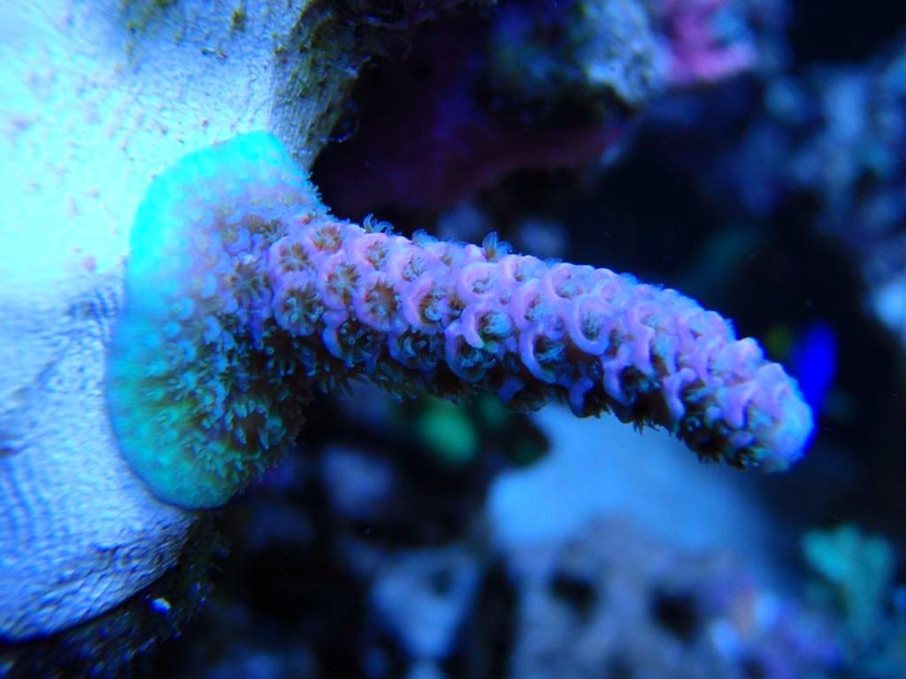 corals009.jpg