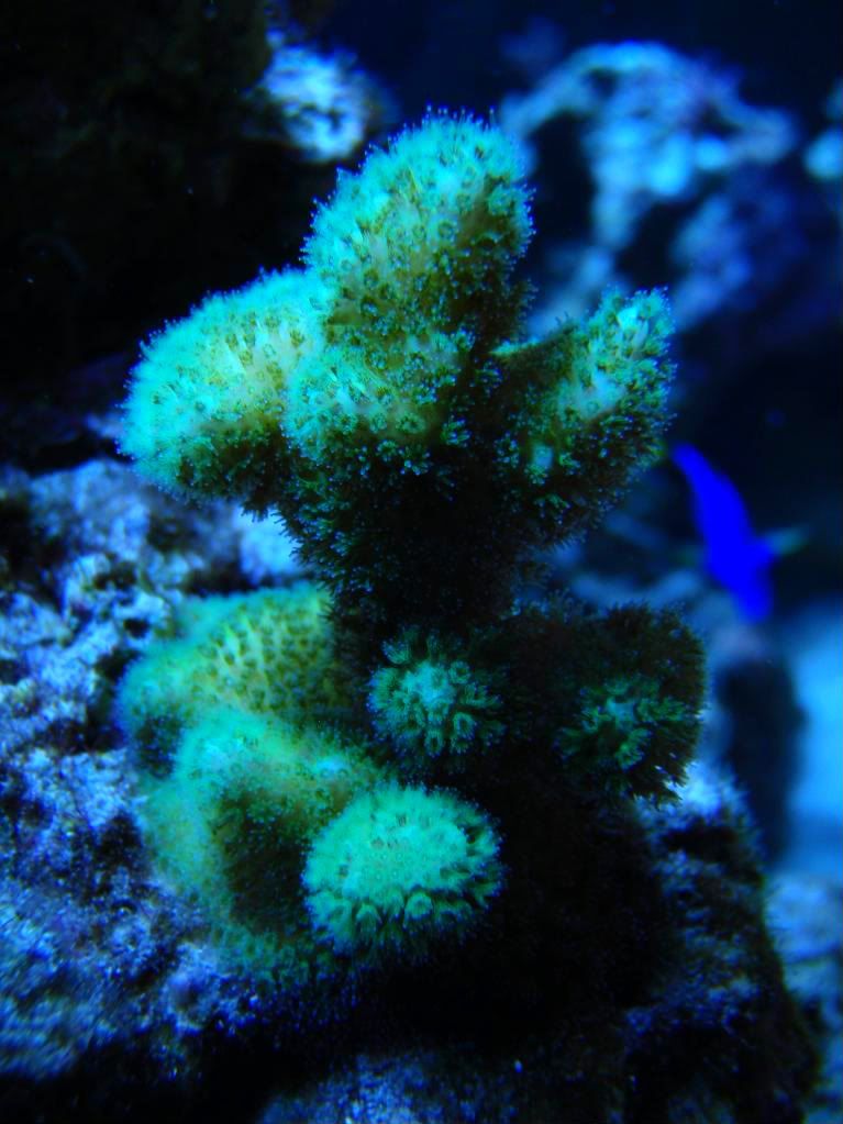 corals014.jpg