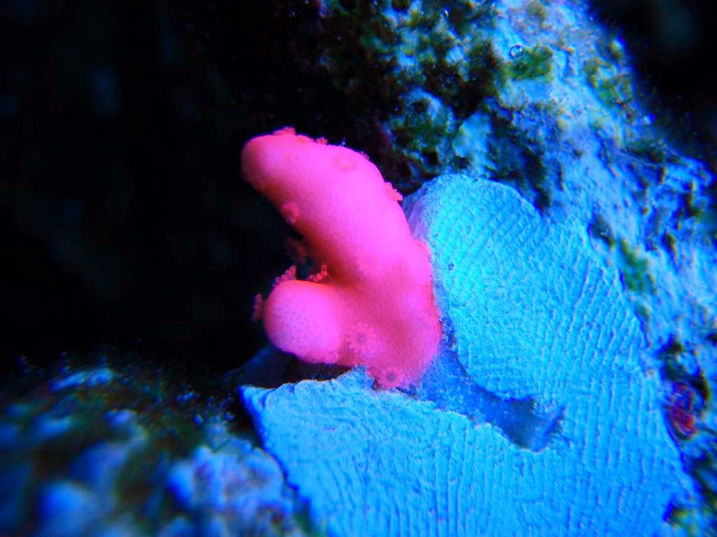 corals015.jpg