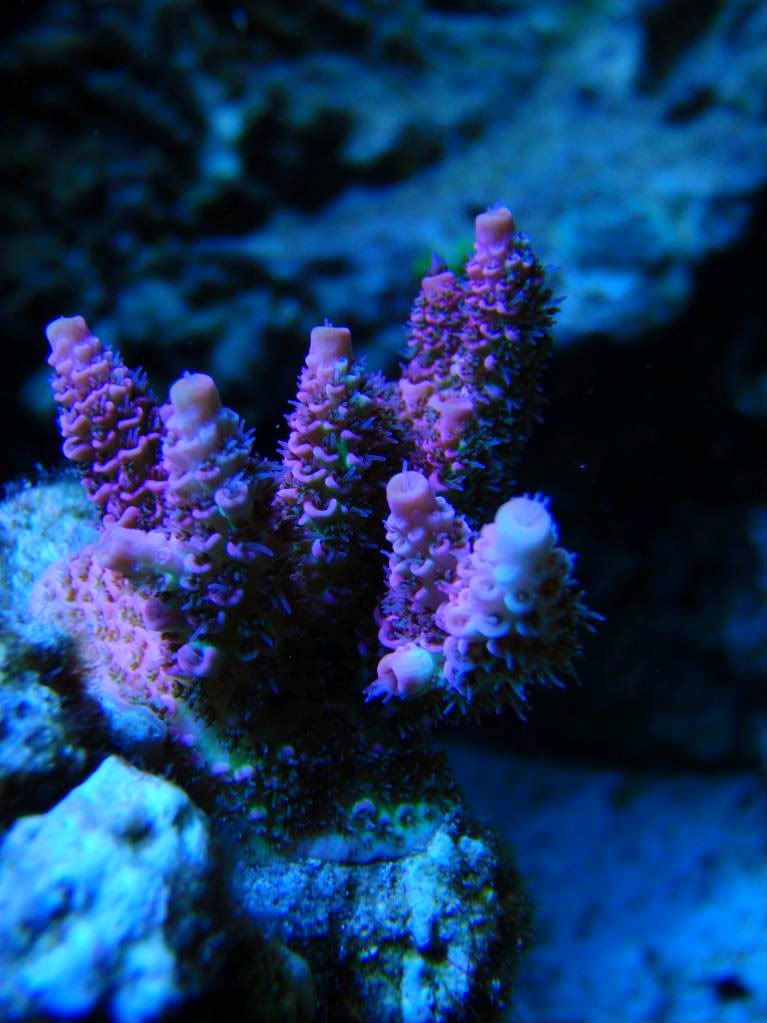 corals018.jpg