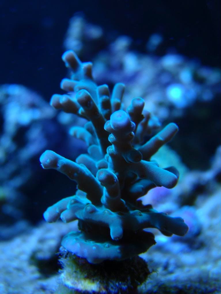 corals020.jpg