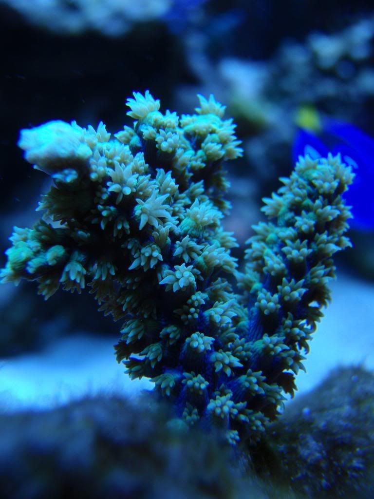 corals021.jpg