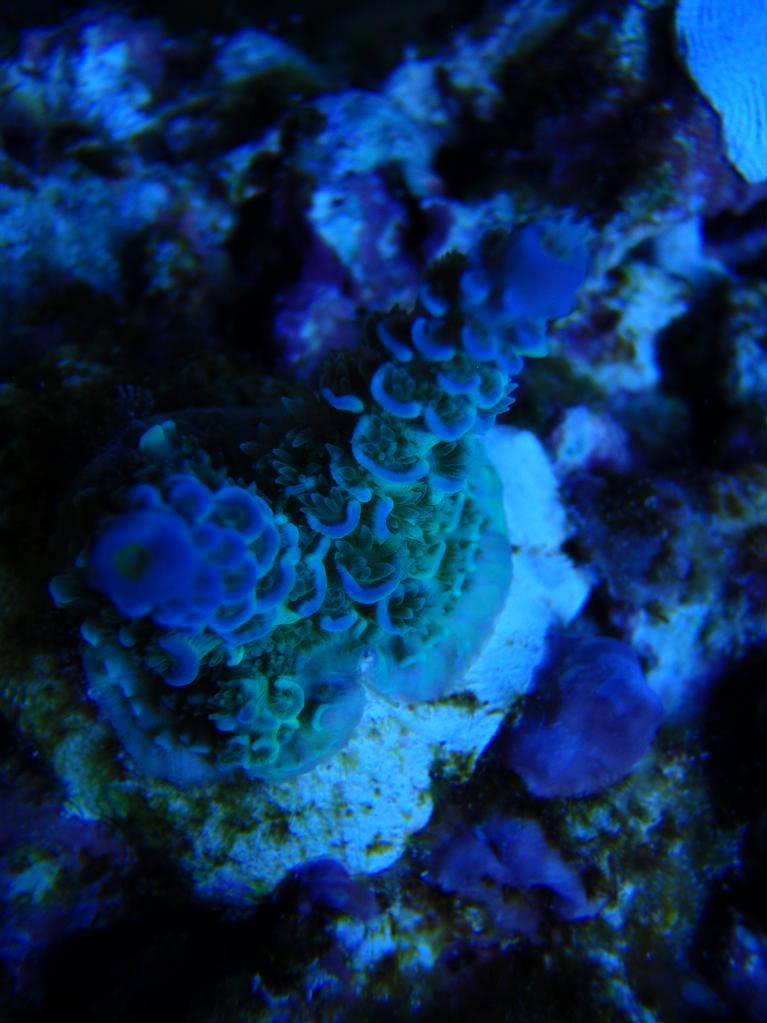 corals028.jpg