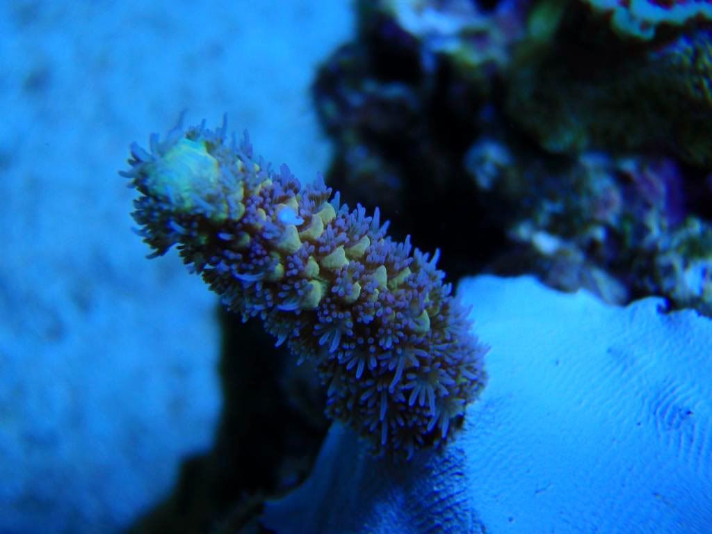 corals029.jpg