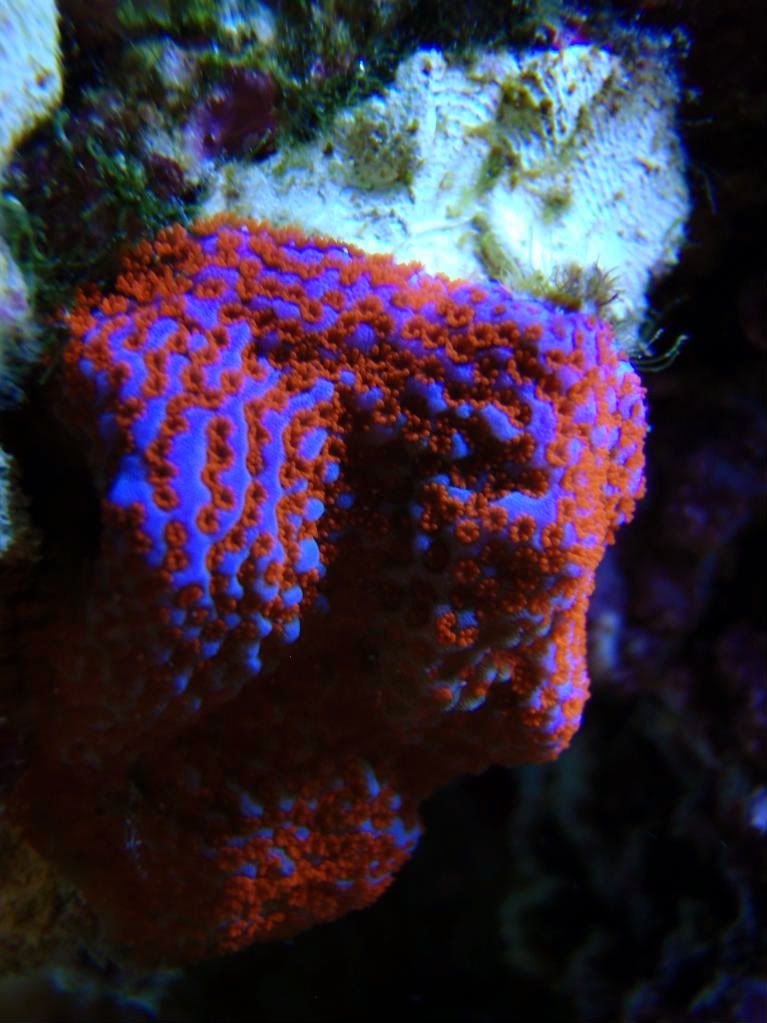 corals030.jpg