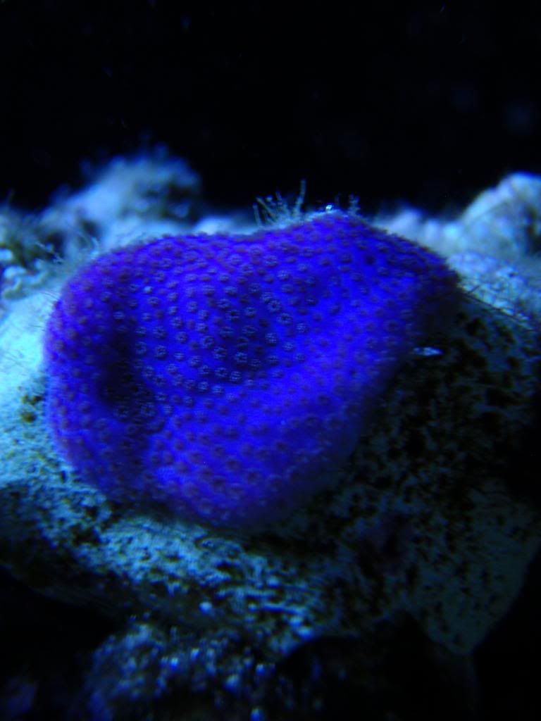 corals036.jpg