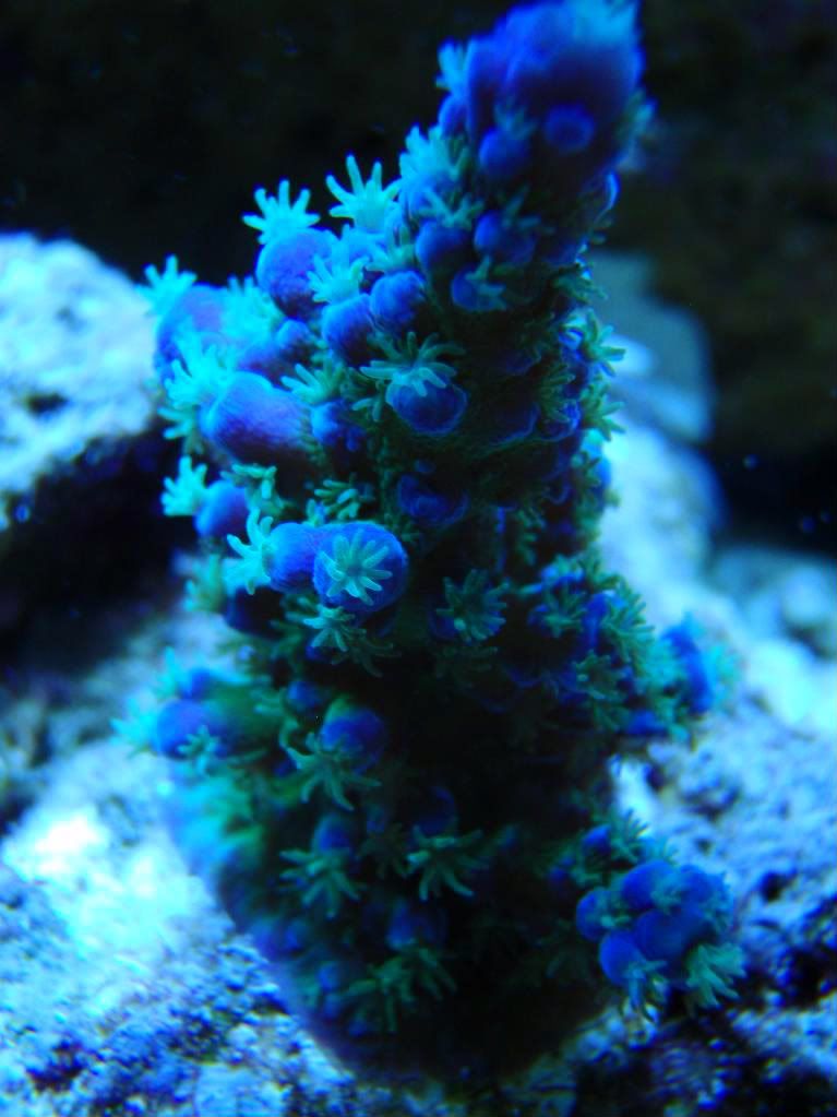 corals038.jpg