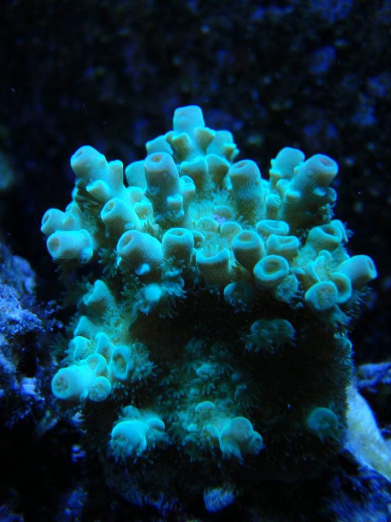 corals040.jpg