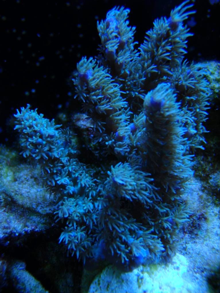 corals042.jpg