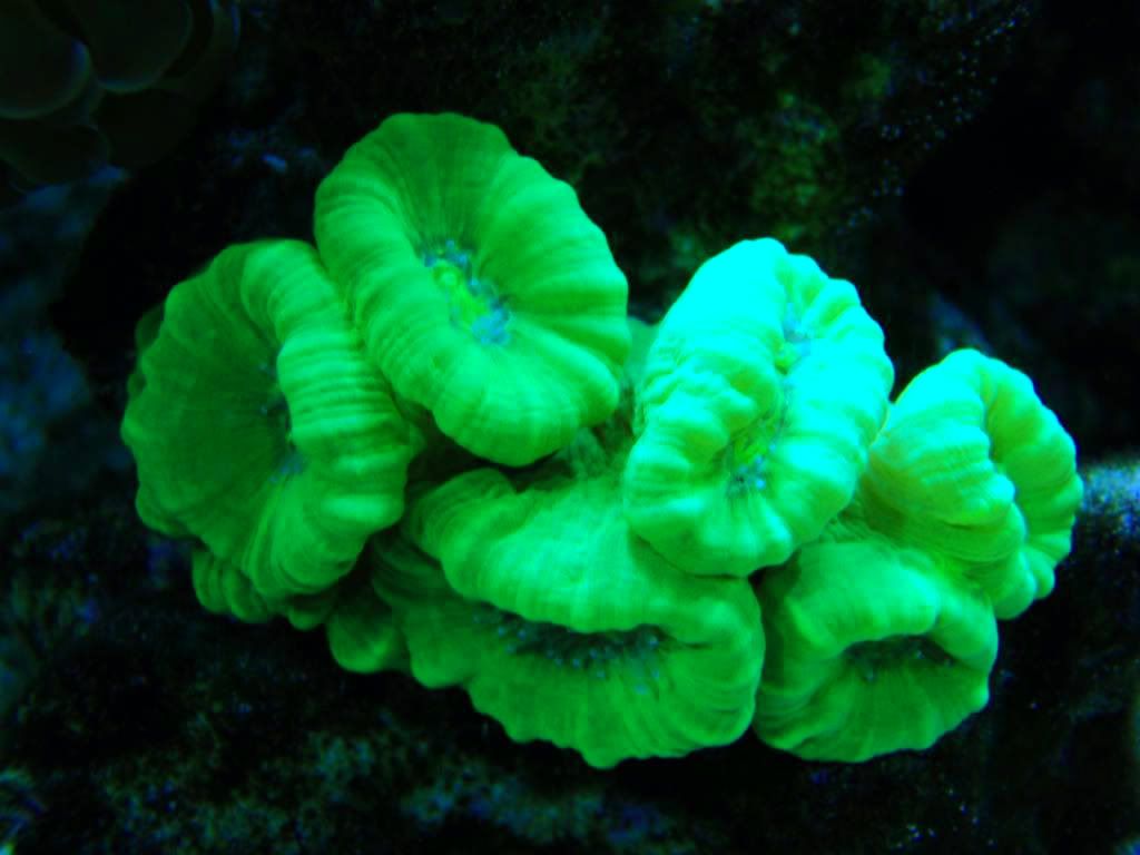 corals046.jpg