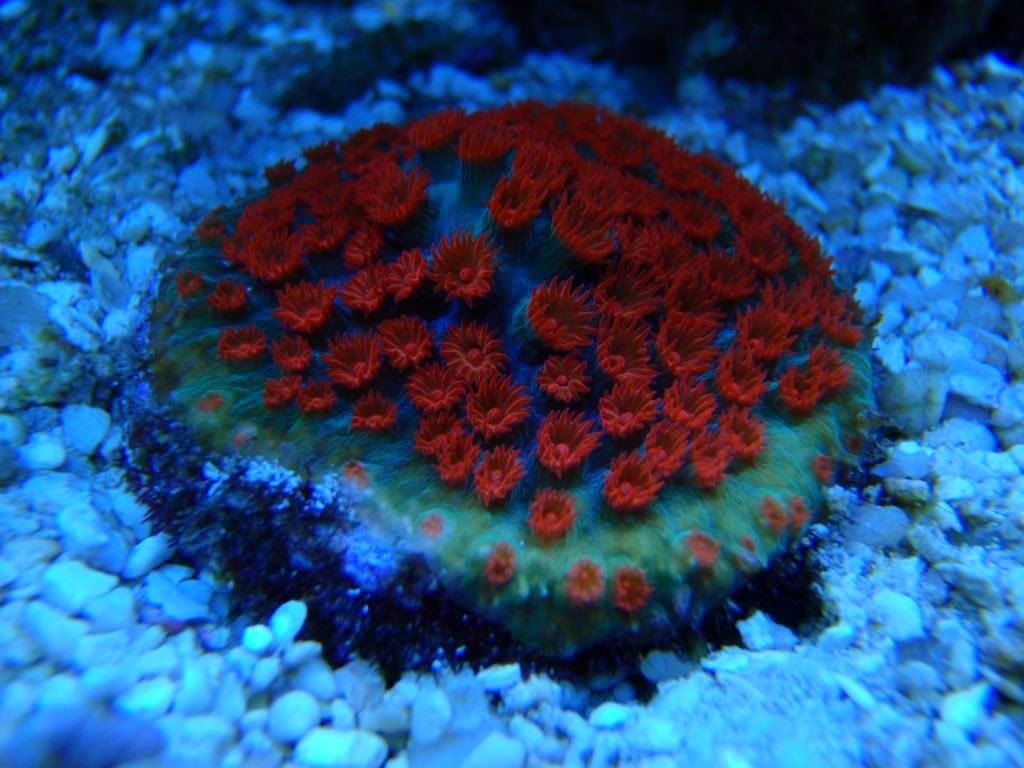 corals047.jpg
