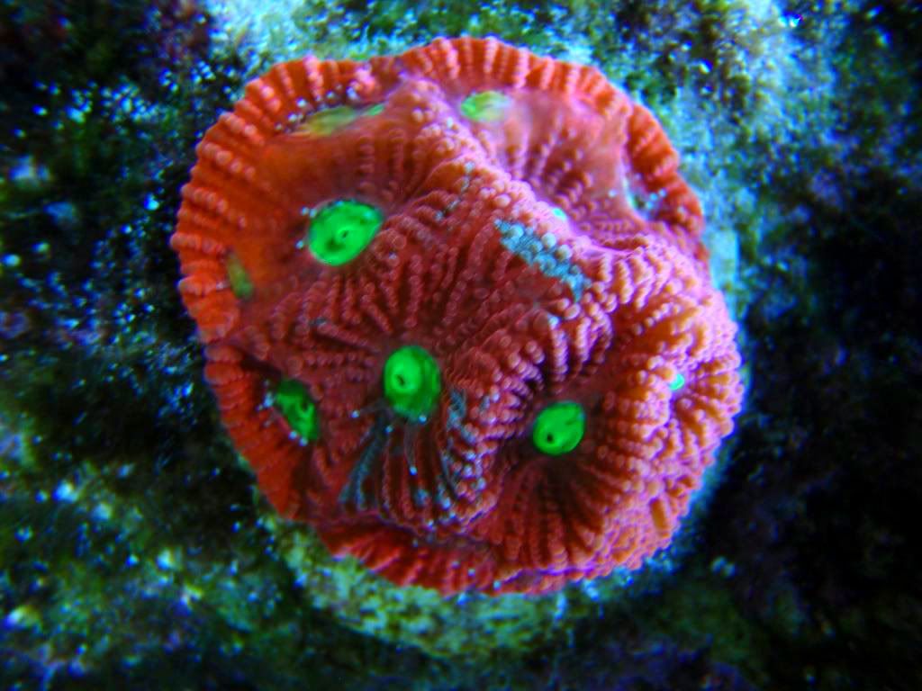 corals050.jpg