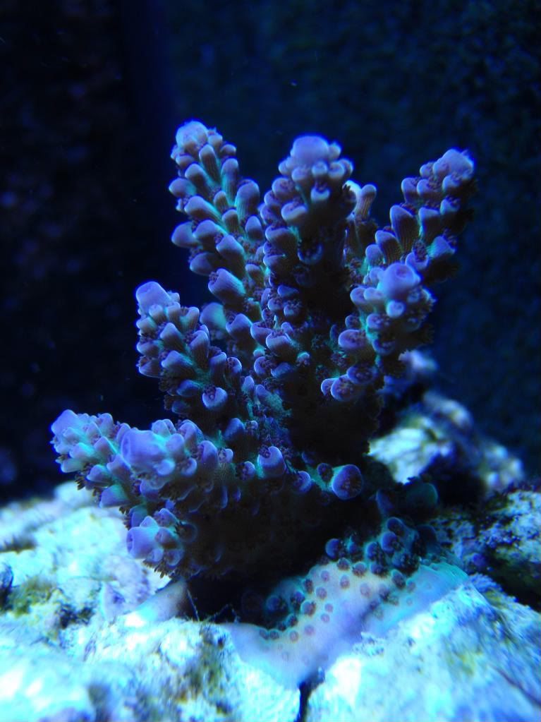 corals051.jpg