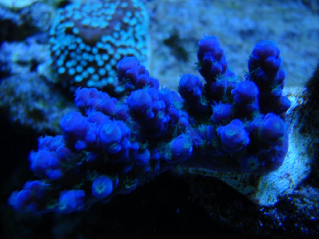 corals053.jpg