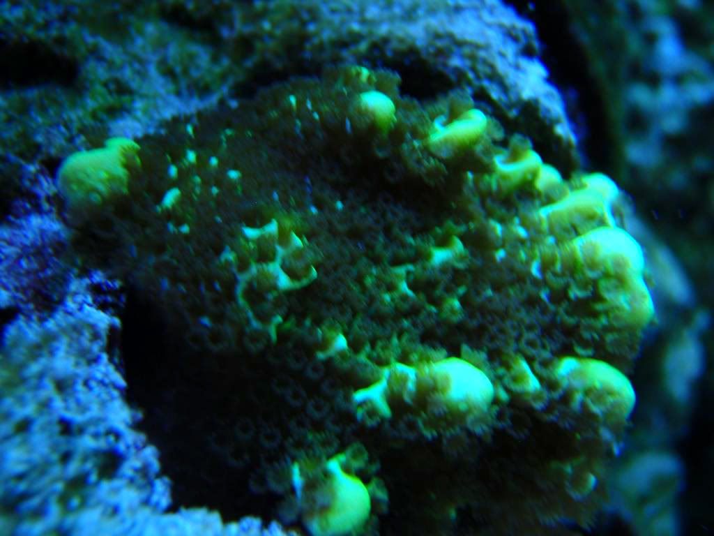 corals054.jpg