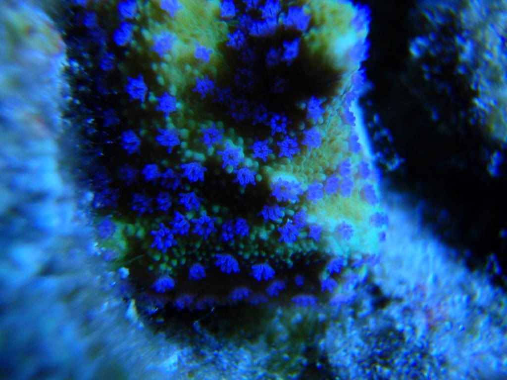 corals055.jpg