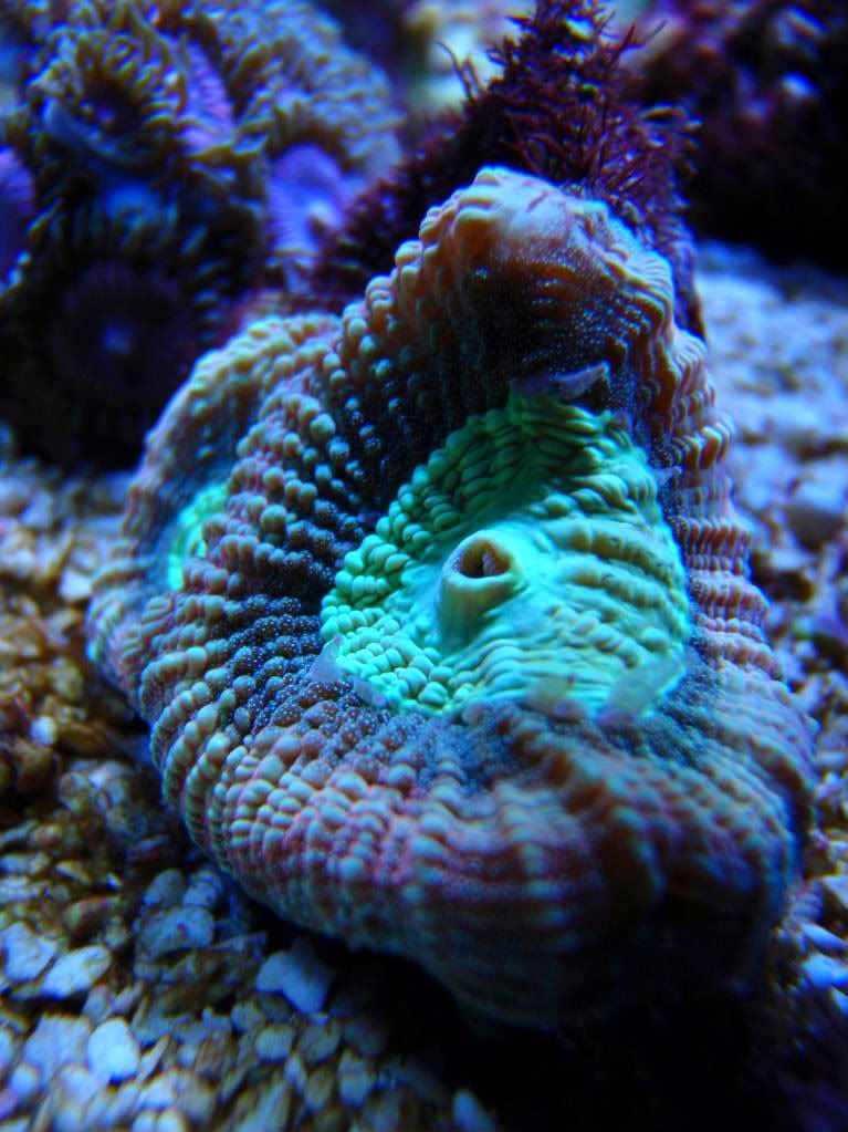 corals069.jpg