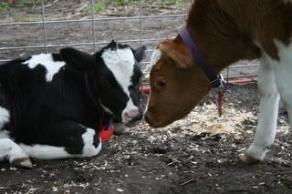 IMG_0410.jpg Holstein Calves image by SangayGlass