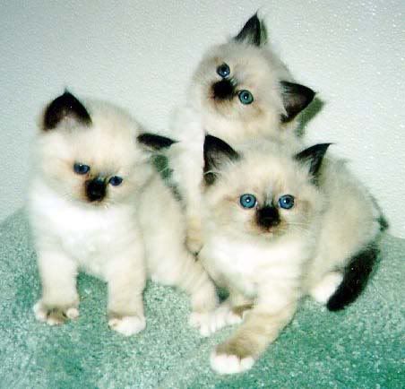 kittens.jpg beautiful cats image by twingirlincali91