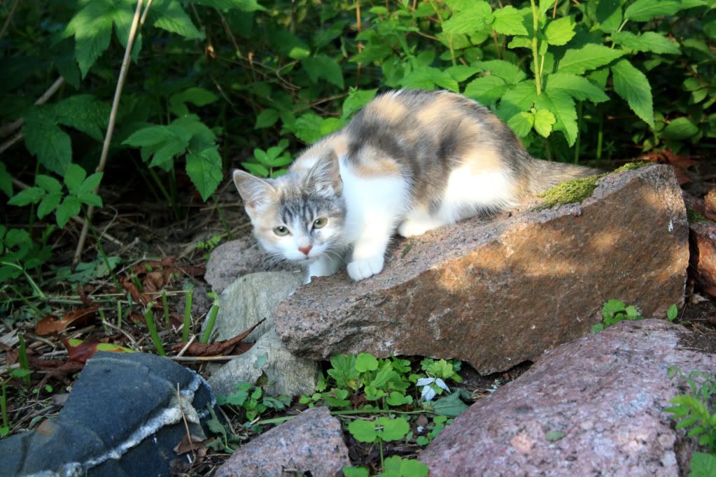 Klicka för att öppna bilden i nytt fönster och i full storlek