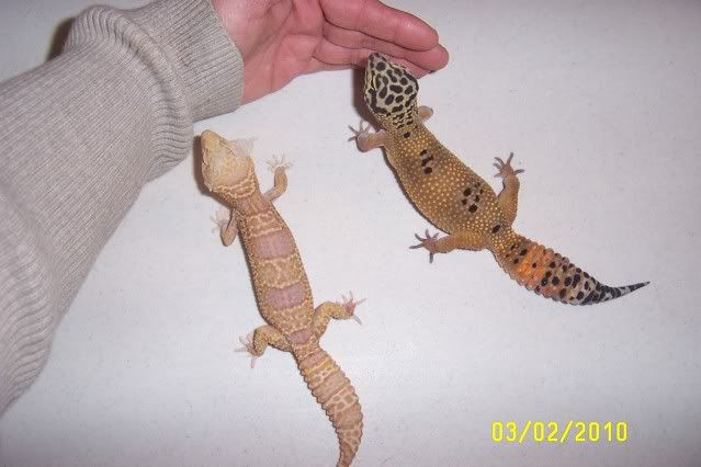 GeckosGirls004.jpg